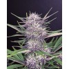 Banana Purple Punch Auto